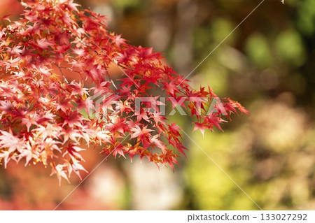 Autumn at Hanitsu Shrine, with autumn leaves along the approach to the shrine. Inawashiro Town, Fukushima Prefecture. 133027292