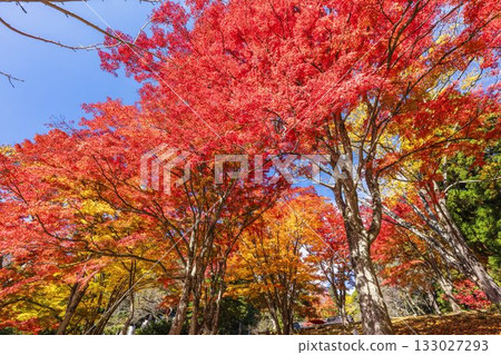 秋日的羽日神社，通往神社的道路兩旁滿是秋葉，位於福島縣豬苗代町 133027293