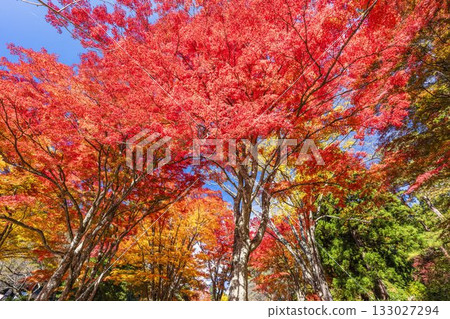 秋日的羽日神社，通往神社的道路兩旁滿是秋葉，位於福島縣豬苗代町 133027294