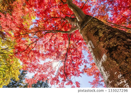 秋日的羽日神社，通往神社的道路兩旁滿是秋葉，位於福島縣豬苗代町 133027296