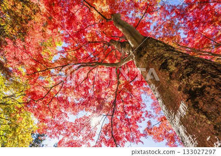 秋日的羽日神社，通往神社的道路兩旁滿是秋葉，位於福島縣豬苗代町 133027297
