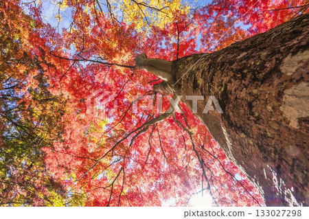 秋日的羽日神社，通往神社的道路兩旁滿是秋葉，位於福島縣豬苗代町 133027298