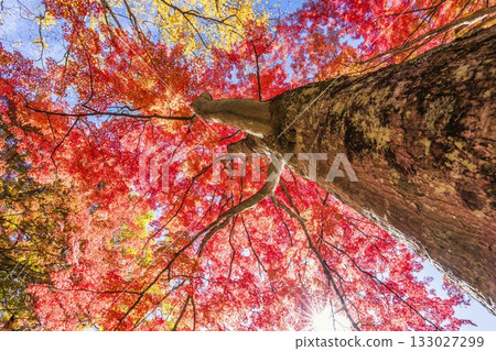 秋日的羽日神社，通往神社的道路兩旁滿是秋葉，位於福島縣豬苗代町 133027299