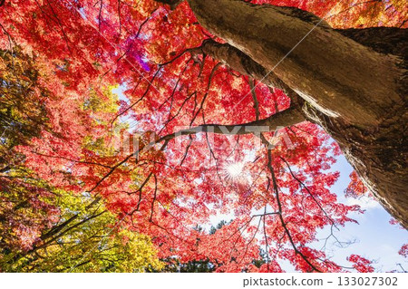 秋日的羽日神社,通往神社的道路兩旁滿是秋葉,位於福島縣豬苗代町 秋日的羽日神社,通往神社的道路兩旁滿是秋葉,位於福島縣豬苗代町 133027302