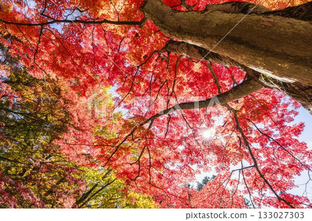 秋日的羽日神社，通往神社的道路兩旁滿是秋葉，位於福島縣豬苗代町 133027303