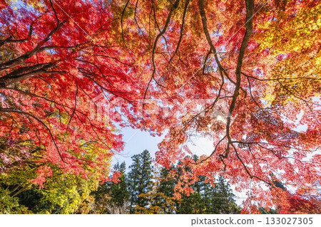 秋日的羽日神社，通往神社的道路兩旁滿是秋葉，位於福島縣豬苗代町 133027305