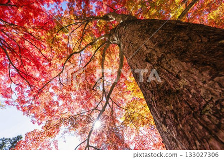 Autumn at Hanitsu Shrine, with autumn leaves along the approach to the shrine. Inawashiro Town, Fukushima Prefecture. 133027306