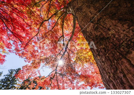 秋日的羽日神社，通往神社的道路兩旁滿是秋葉，位於福島縣豬苗代町 133027307