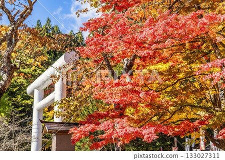 Autumn at Hanitsu Shrine, with autumn leaves along the approach to the shrine. Inawashiro Town, Fukushima Prefecture. Autumn at Hanitsu Shrine, with autumn leaves along the approach to the shrine. Inawashiro Town, Fukushima Prefecture. 133027311