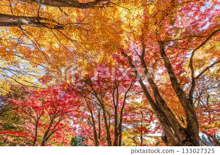 秋日的羽日神社，通往神社的道路兩旁滿是秋葉，位於福島縣豬苗代町 133027325
