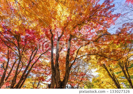 秋日的羽日神社，通往神社的道路兩旁滿是秋葉，位於福島縣豬苗代町 133027326