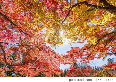 秋日的羽日神社，通往神社的道路兩旁滿是秋葉，位於福島縣豬苗代町 133027328