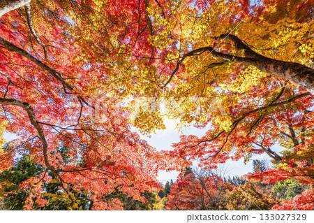 Autumn at Hanitsu Shrine, with autumn leaves along the approach to the shrine. Inawashiro Town, Fukushima Prefecture. 133027329
