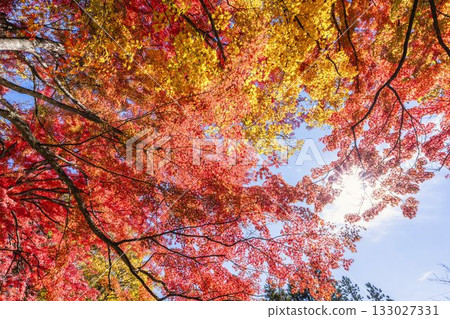 Autumn at Hanitsu Shrine, with autumn leaves along the approach to the shrine. Inawashiro Town, Fukushima Prefecture. Autumn at Hanitsu Shrine, with autumn leaves along the approach to the shrine. Inawashiro Town, Fukushima Prefecture. 133027331