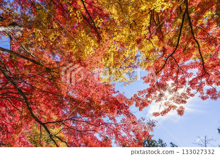 Autumn at Hanitsu Shrine, with autumn leaves along the approach to the shrine. Inawashiro Town, Fukushima Prefecture. Autumn at Hanitsu Shrine, with autumn leaves along the approach to the shrine. Inawashiro Town, Fukushima Prefecture. 133027332