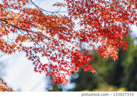 秋日的羽日神社，通往神社的道路兩旁滿是秋葉，位於福島縣豬苗代町 133027333