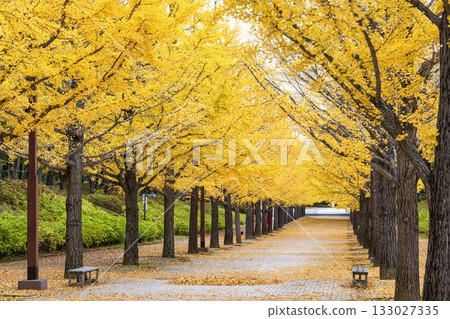 Autumn in Azuma Sports Park, Fukushima City, Fukushima Prefecture 133027335