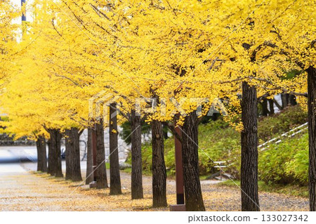 Autumn in Azuma Sports Park, Fukushima City, Fukushima Prefecture 133027342
