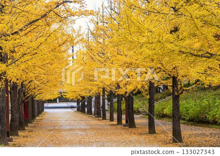 Autumn in Azuma Sports Park, Fukushima City, Fukushima Prefecture Autumn in Azuma Sports Park, Fukushima City, Fukushima Prefecture 133027343