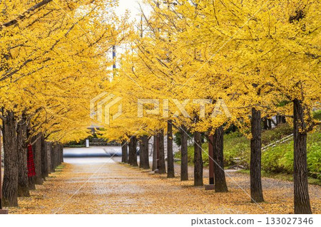 福島縣福島市吾妻運動公園的秋景 133027346