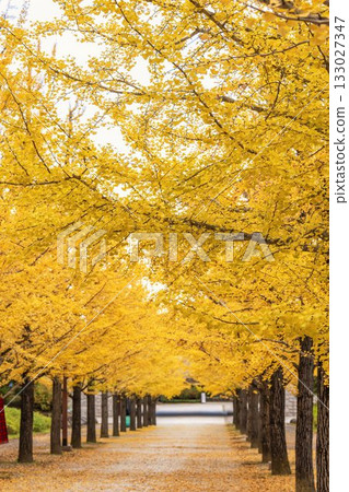 Autumn in Azuma Sports Park, Fukushima City, Fukushima Prefecture Autumn in Azuma Sports Park, Fukushima City, Fukushima Prefecture 133027347