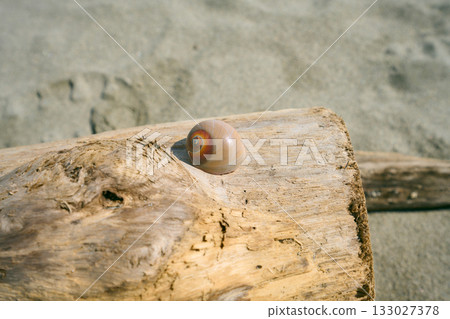 driftwood and shells driftwood and shells 133027378