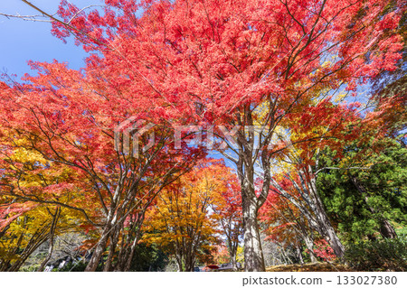 Autumn at Hanitsu Shrine, with autumn leaves along the approach to the shrine. Inawashiro Town, Fukushima Prefecture. Autumn at Hanitsu Shrine, with autumn leaves along the approach to the shrine. Inawashiro Town, Fukushima Prefecture. 133027380