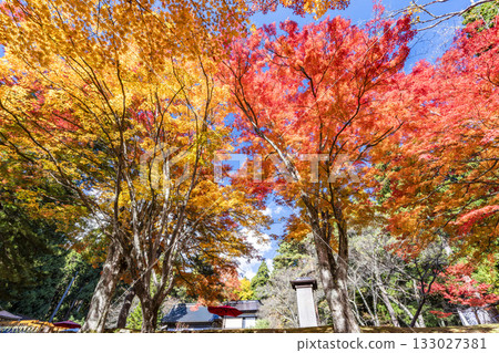 Autumn at Hanitsu Shrine, with autumn leaves along the approach to the shrine. Inawashiro Town, Fukushima Prefecture. 133027381