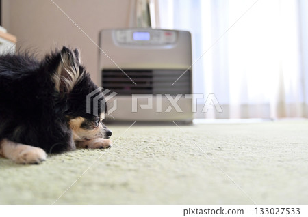 我心愛的吉娃娃穿著毛衣，在爐子旁取暖。 133027533