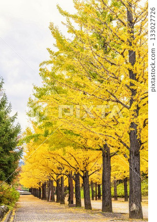 Autumn in Azuma Sports Park, Fukushima City, Fukushima Prefecture Autumn in Azuma Sports Park, Fukushima City, Fukushima Prefecture 133027726