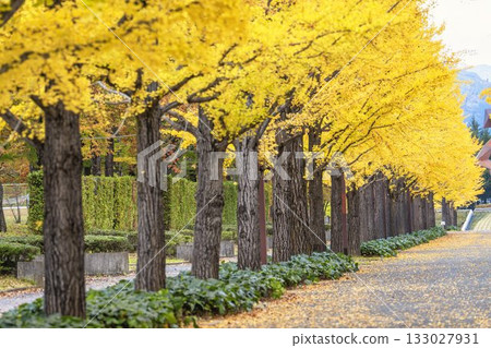 Autumn in Azuma Sports Park, Fukushima City, Fukushima Prefecture Autumn in Azuma Sports Park, Fukushima City, Fukushima Prefecture 133027931