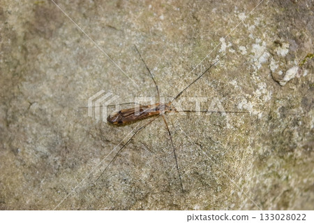 一隻大蚊張開雙腿站在一塊岩石上。 133028022
