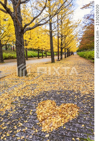 秋季，福島縣福島市吾妻運動公園銀杏樹成排的銀杏葉呈現心形。 133028030