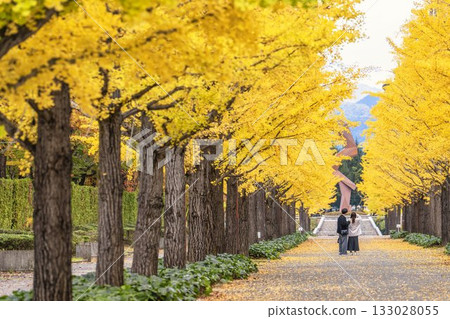 Autumn in Azuma General Athletic Park, with rows of ginkgo trees and a man and woman, Fukushima City, Fukushima Prefecture Autumn in Azuma General Athletic Park, with rows of ginkgo trees and a man and woman, Fukushima City, Fukushima Prefecture 133028055