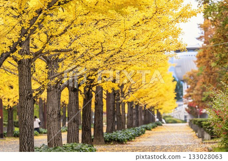 Autumn in Azuma Sports Park, Fukushima City, Fukushima Prefecture 133028063