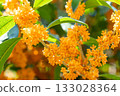 Osmanthus flower 133028364
