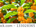 Osmanthus flower 133028365