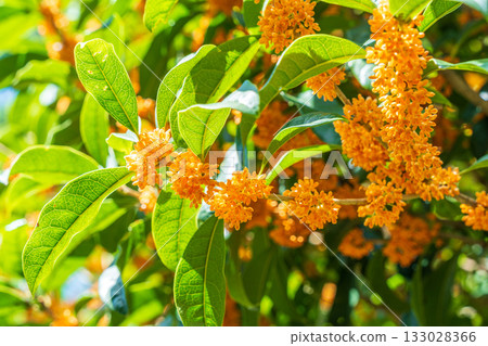 Osmanthus flower 133028366
