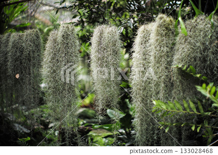 Selective focus on the Spanish moss grows in the pottery hanging under the steel rack in the outdoor garden Selective focus on the Spanish moss grows in the pottery hanging under the steel rack in the outdoor garden 133028468