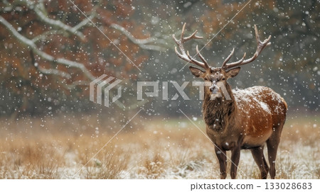 red deer stag winter snowfall 133028683