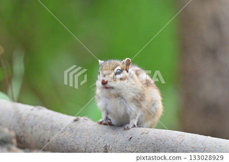 A nimble chipmunk scurries along a branch A nimble chipmunk scurries along a branch 133028929