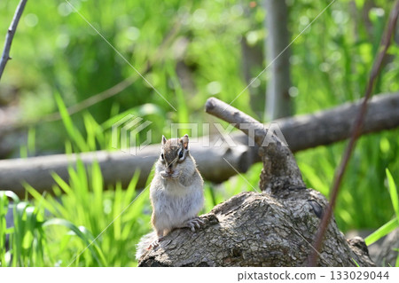 Cute chipmunk resting on a stump Cute chipmunk resting on a stump 133029044