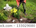 A gardener plants a bush of yellow chrysanthemums in a flowerbed in the garden 133029080