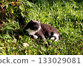 A gray cat lies on the grass, squinting against the bright sun, in the garden 133029081