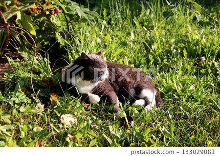 A gray cat lies on the grass, squinting against the bright sun, in the garden A gray cat lies on the grass, squinting against the bright sun, in the garden 133029081