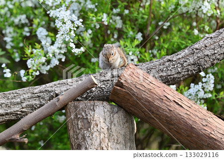 A cute chipmunk running around among the blooming spiracle willows 133029116