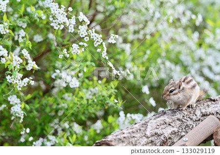 A cute chipmunk running around among the blooming spiracle willows A cute chipmunk running around among the blooming spiracle willows 133029119