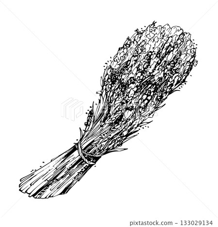 Flower bundle bouquet of lavender lavandula, sketch hand drawn in vector ink. French Provence rustic style, cosmetics spa aromatherapy. Single object isolated botanical illustration. Valentine card 133029134