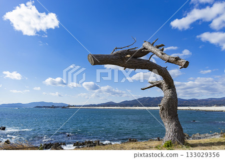龍松,岩崎海岸,氣仙沼市 龍松,岩崎海岸,氣仙沼市 133029356