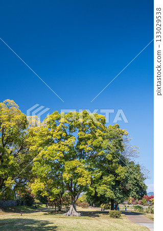 京都市鴨川的秋景 133029538